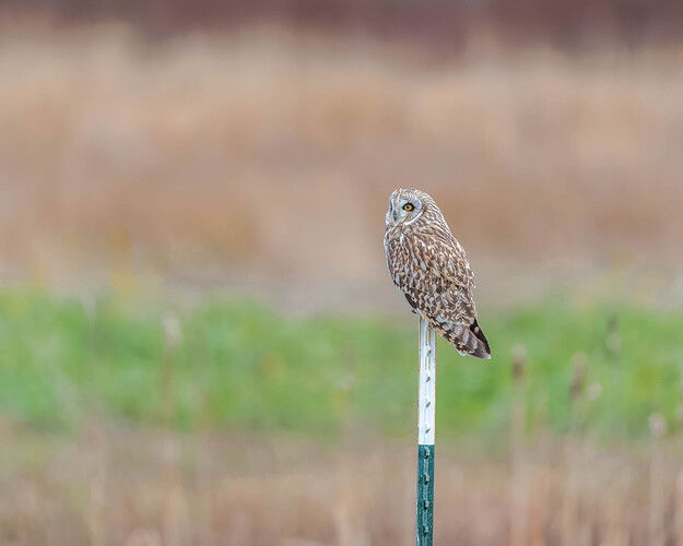 20250113-0533-NEF-DxO_DeepPRIME XD2.jpg