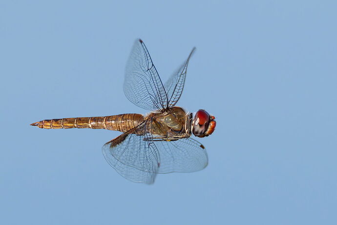 Wandering Glider Dragonfly 2.jpg