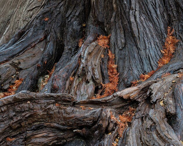 baldcypressroots-DSC_5883