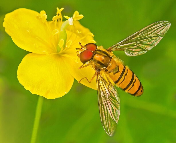 Original - Hoverfly.jpg