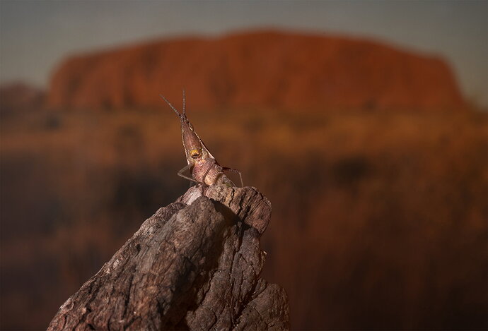 Grasshopper