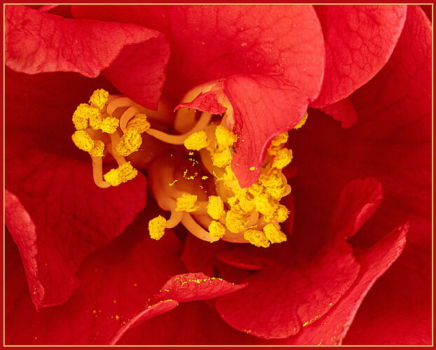 Camelia-NPN.jpg