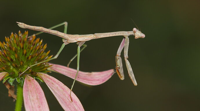 Original - Praying Mantis.jpg