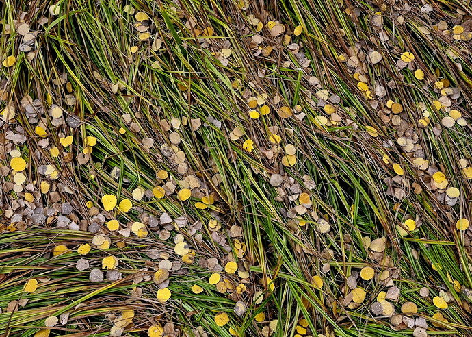 Original - Aspen Glade Detail .jpg