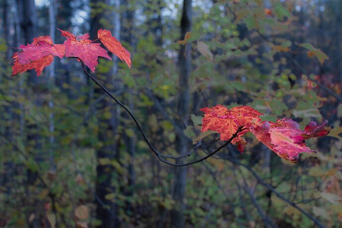 Watching You (Red Maple)