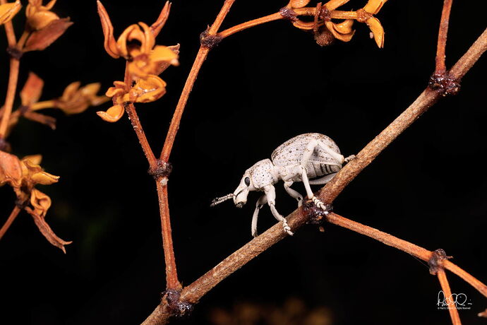 desert-weevil.jpg