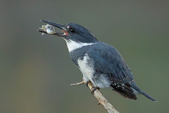 Belted Kingfisher 163