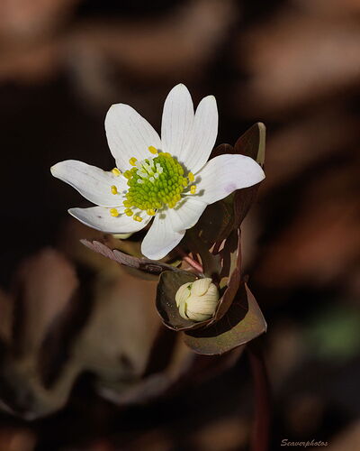 Rue Anemone.jpg
