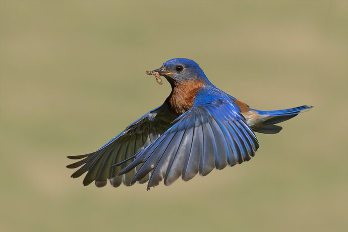 Eastern Bluebird 24.jpg