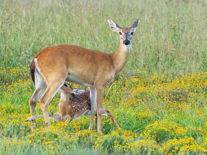 Revision 2 - White-tailed deer 42 - more contrast.jpg