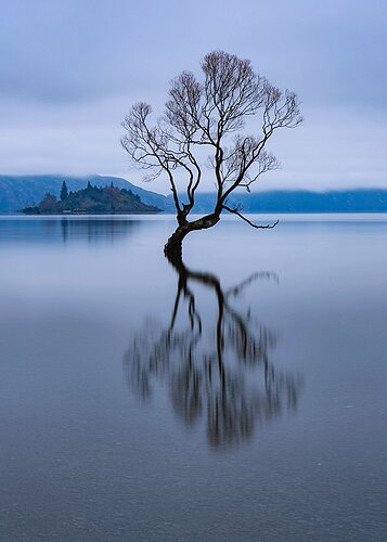 Blue Willow WEB.jpg