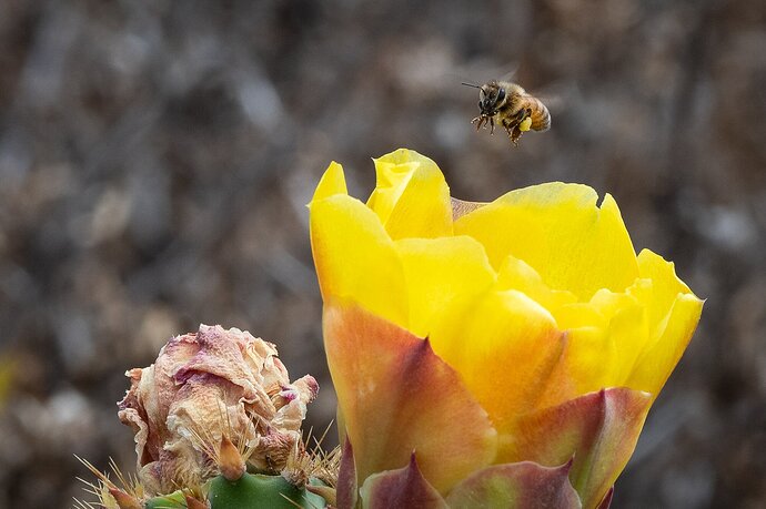 Prickly Pear landing