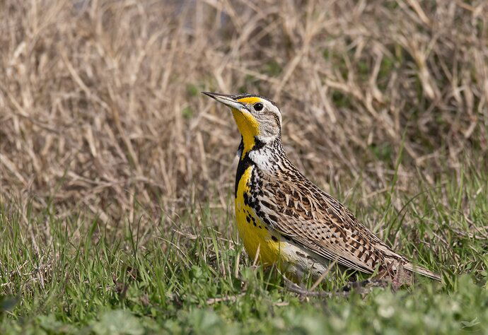 -20200204-_7D27647-Sacramento NWR-Edit