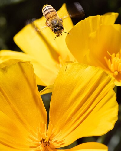 20200124-Picacho-Peak-8145