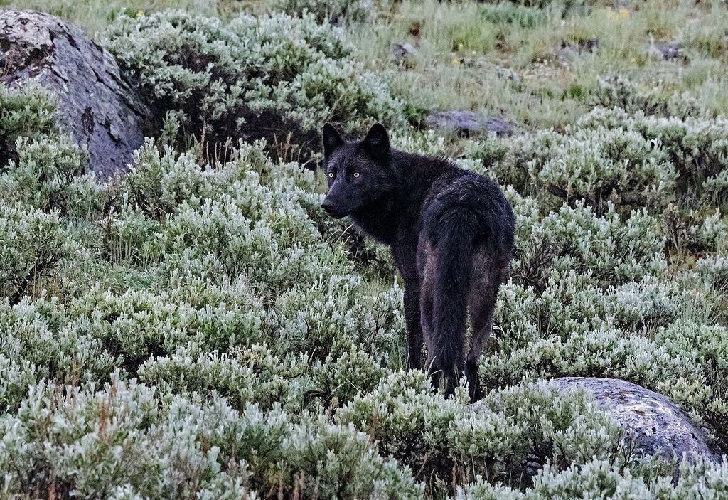 Blacktail Black Wolf - New Order - Wildlife Critiques - Nature ...
