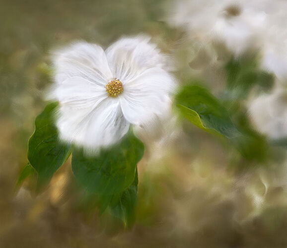 Dogwood _MG_1453 2 PAINTER-Edit.jpg
