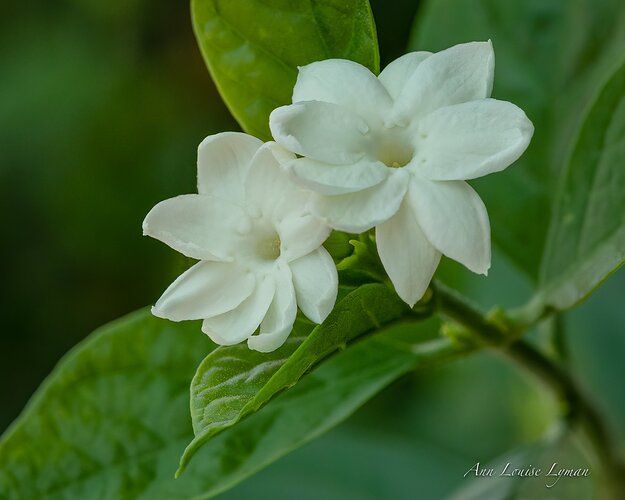 Fragrant Jasmine