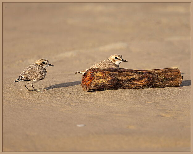 Snowy Plovers-NPN.jpg