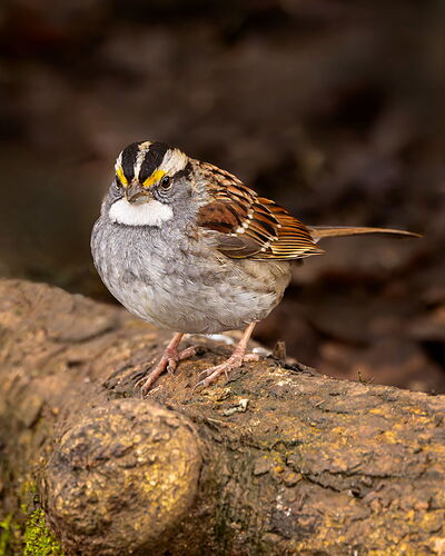 White-throated Sparrow-NPN.jpg