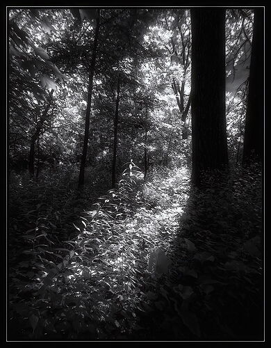 Low-key-infrared-3,-8-19-25.jpg
