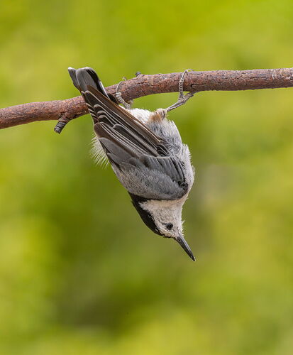 Nuthatch.jpg