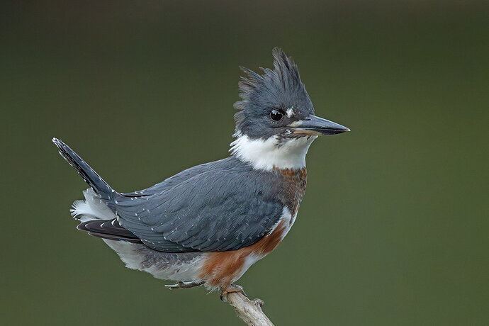 Original - Belted Kingfisher 179.jpg