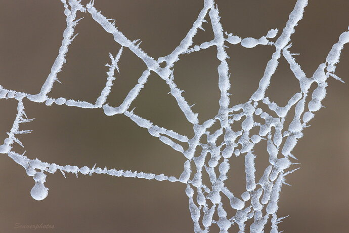 Frosted Web