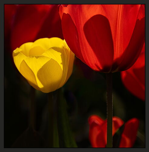 Tulip #11-NPN.jpg