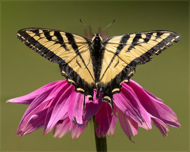 Revision 1 - -20260704-_SA15379-bees and butterflies-DxO_DeepPRIME 3-Edit-Edit.jpg