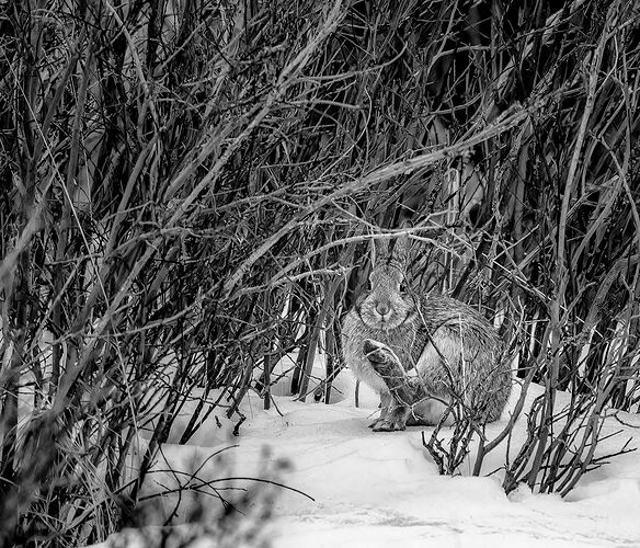 dcampbell-hare-rmnp-2025-npn.jpg