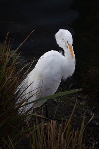 Great Egret (Ardea alba)-v6