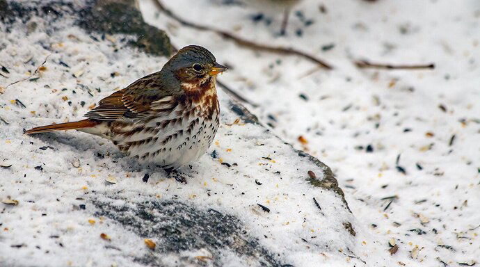 Fox Sparrow