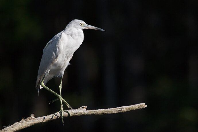 160323florida 2016-_7D22574 little blue heron processed-Edit