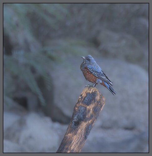 Original - Blue Rock Thrush-NPN2.jpg