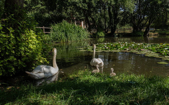 Original - swans at basin 08971-08971