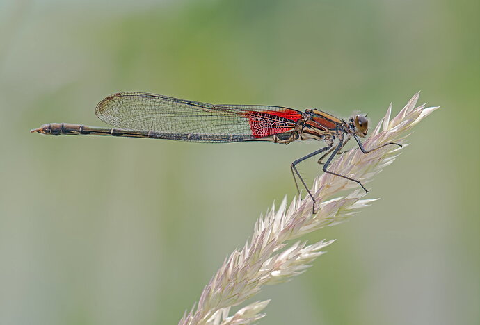 American Rubyspot