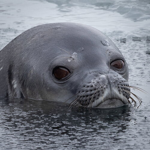 Original - Antarctica All-488.jpg
