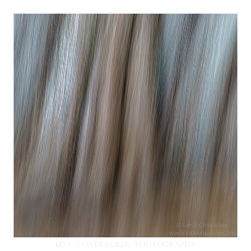 Streaking Cypress