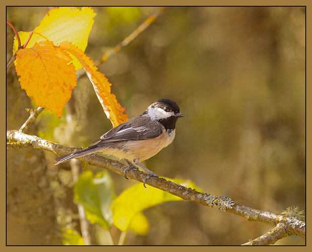 Black-capped Chickadee