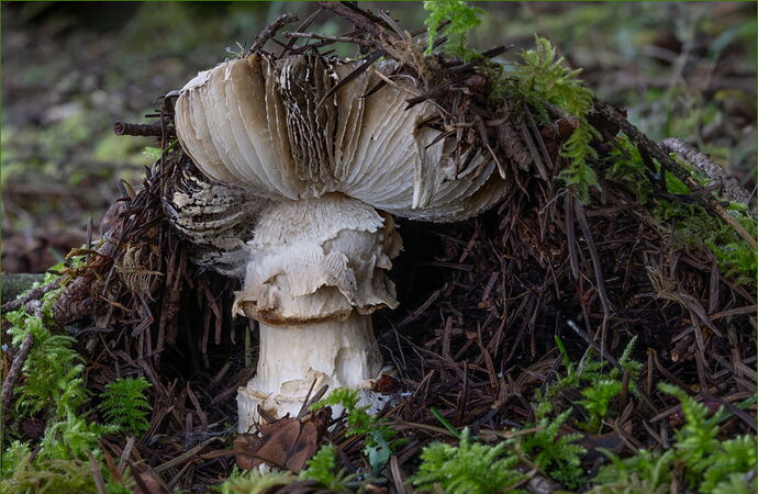 -20260216-_7R53226-Backyard Shroom-DxO_DeepPRIME 3-Edit-Edit.jpg
