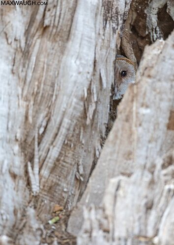 Barn Owl