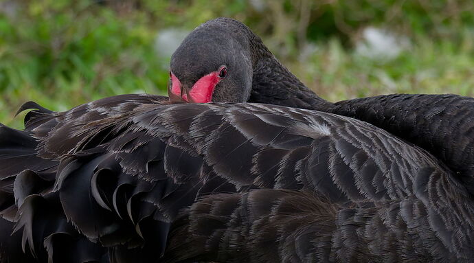 DSC_6896_1_DxO