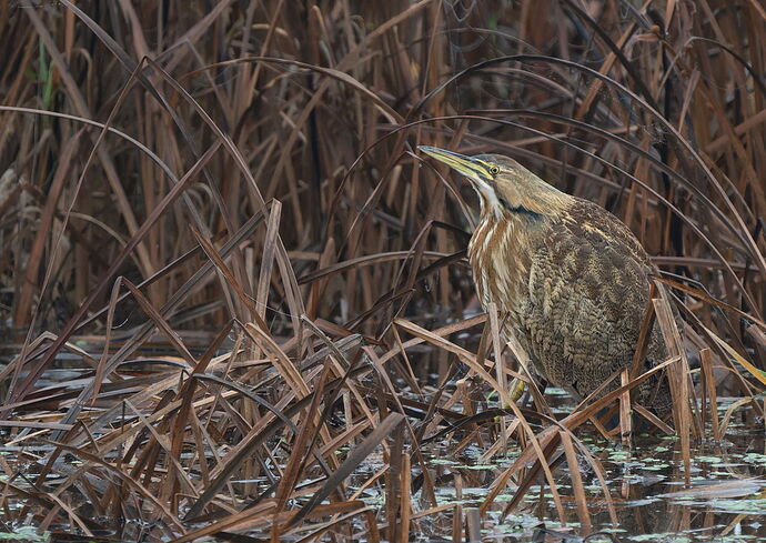 -20201120-_SNY9285-Ridgefield-DxO_DeepPRIME 3-Edit.jpg