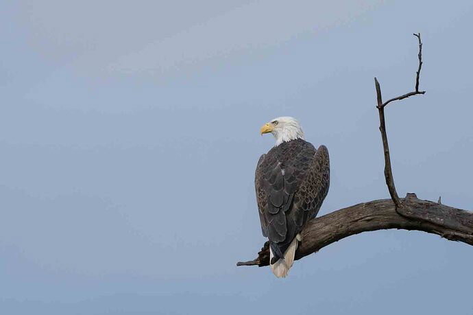 Bald Eagle NPN.jpg