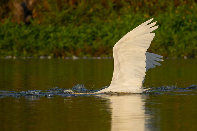 Great Egret 82.jpg
