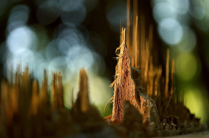 City at Dawn 864A1887.jpg