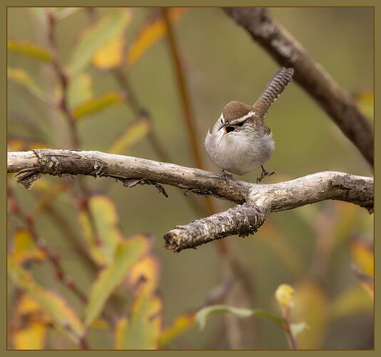 Bewick's Wren-NPN2.jpg