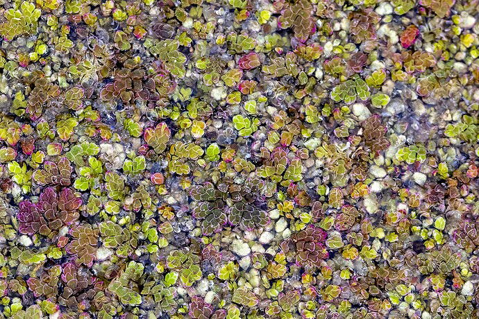 _L6A2022 Nature's Mosaic.jpg