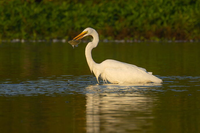 Great Egret 83.jpg