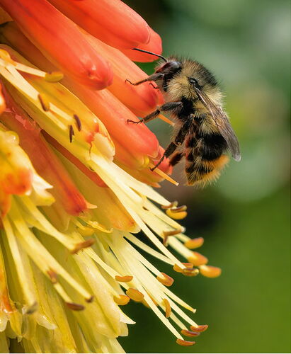 Bee 2 copy 2abc.jpg